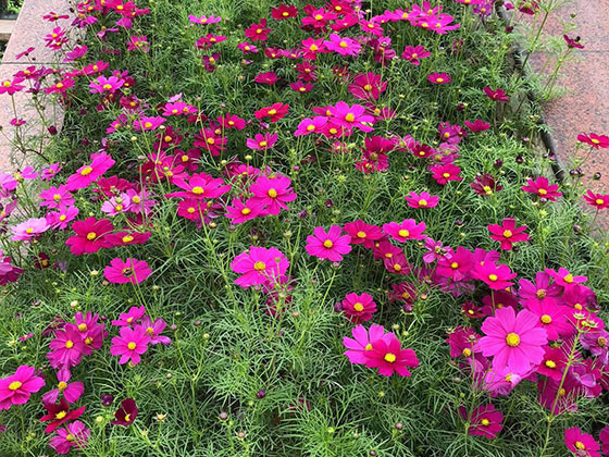 宿州租赁花草-小区绿化